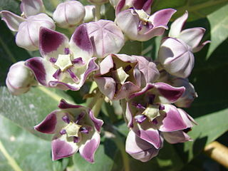 Calotropis flower