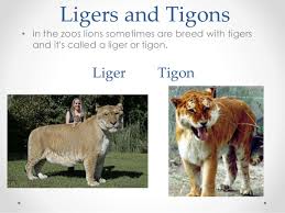Ligers and Tigons