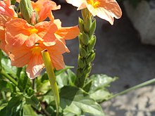kanakambaram flower