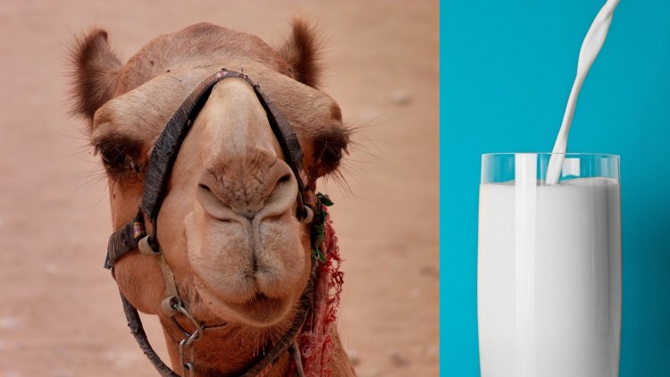 camel and milk