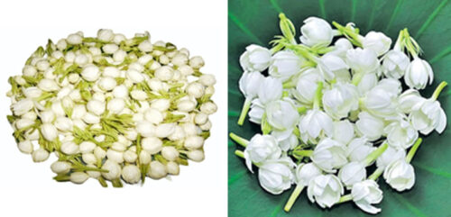 Jasmine Flowers