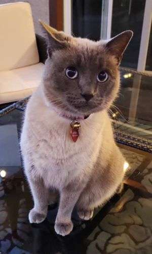 Anu-Pet-Cat