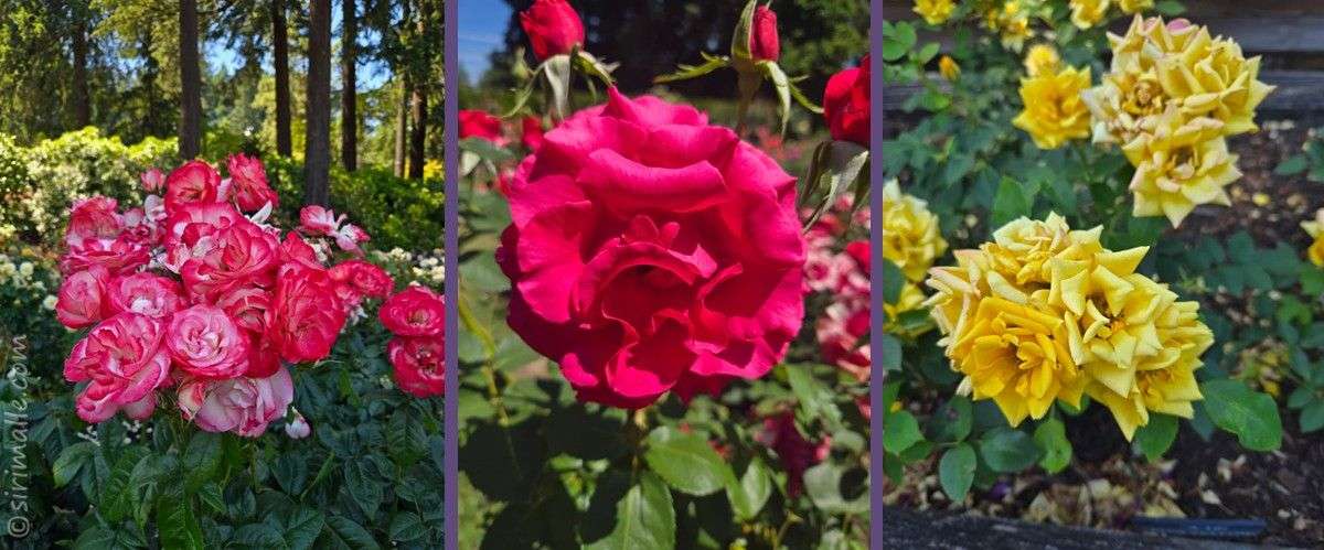 Rose Garden