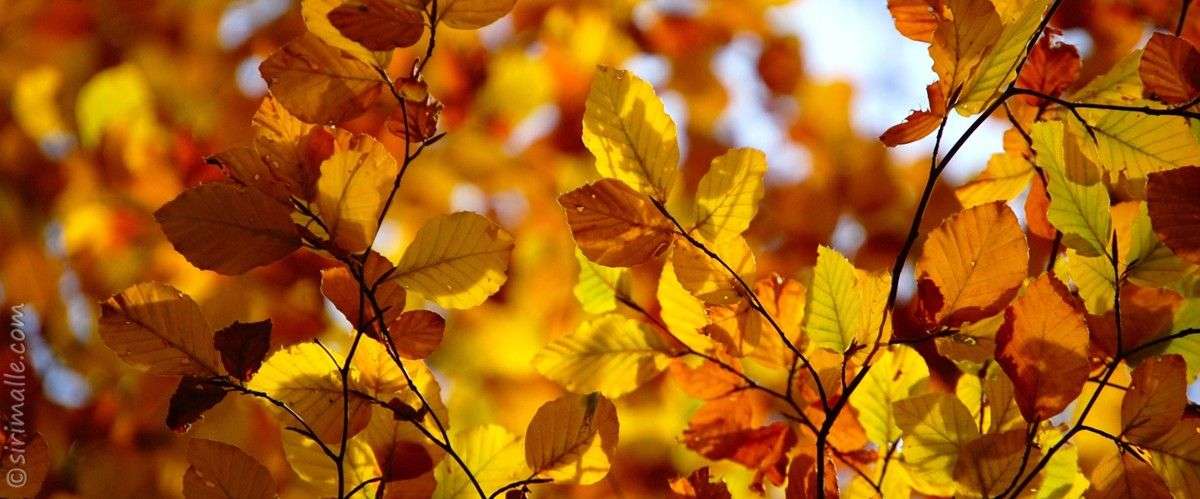 Fall Colors